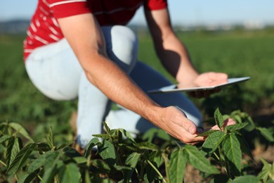 Photo of Farmer with tablet in field of unripe soy outdoors, closeup