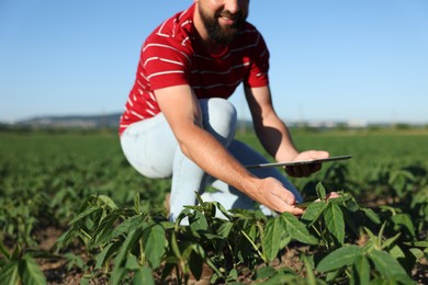Photo of Farmer with tablet in field of unripe soy outdoors, closeup