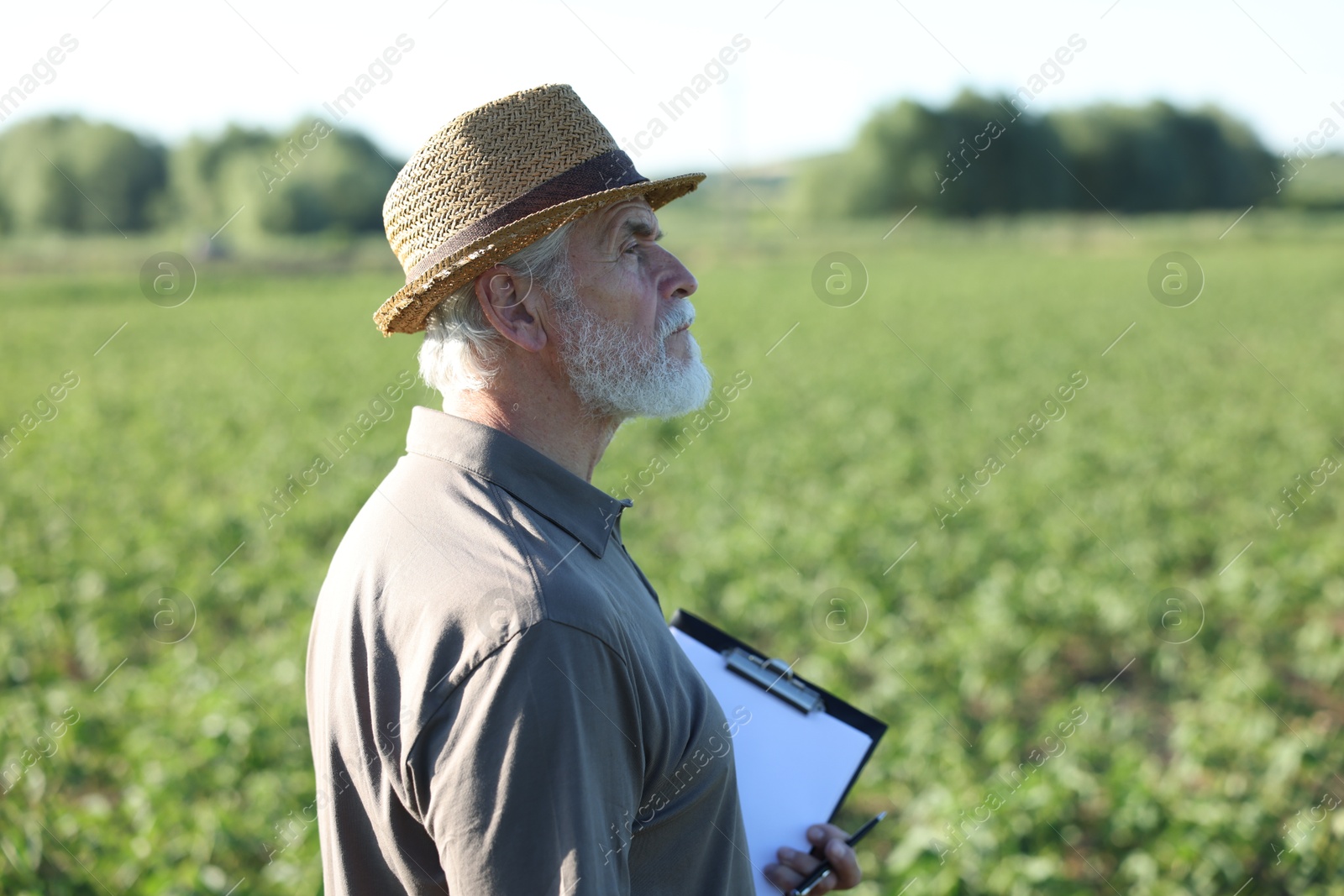 Senior farmer with clipboard in field of unripe soy outdoors Photo of Senior farmer with clipboard in field of unripe soy outdoors