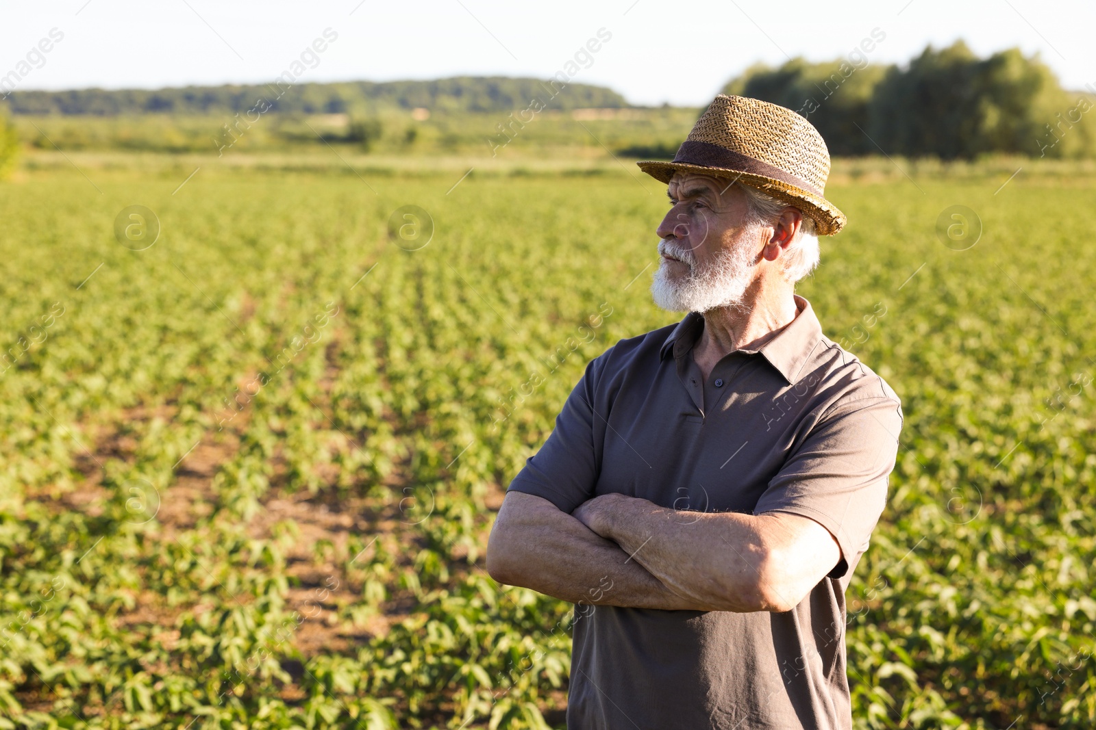 Photo of Senior farmer in field of unripe soy outdoors, space for text