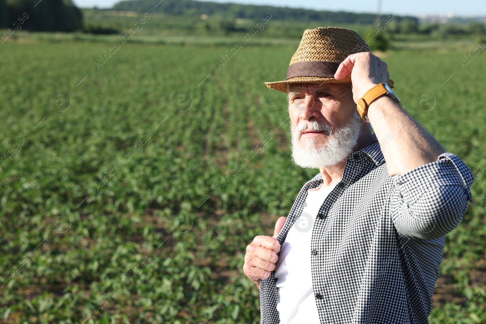 Photo of Senior farmer in field of unripe soy outdoors, space for text