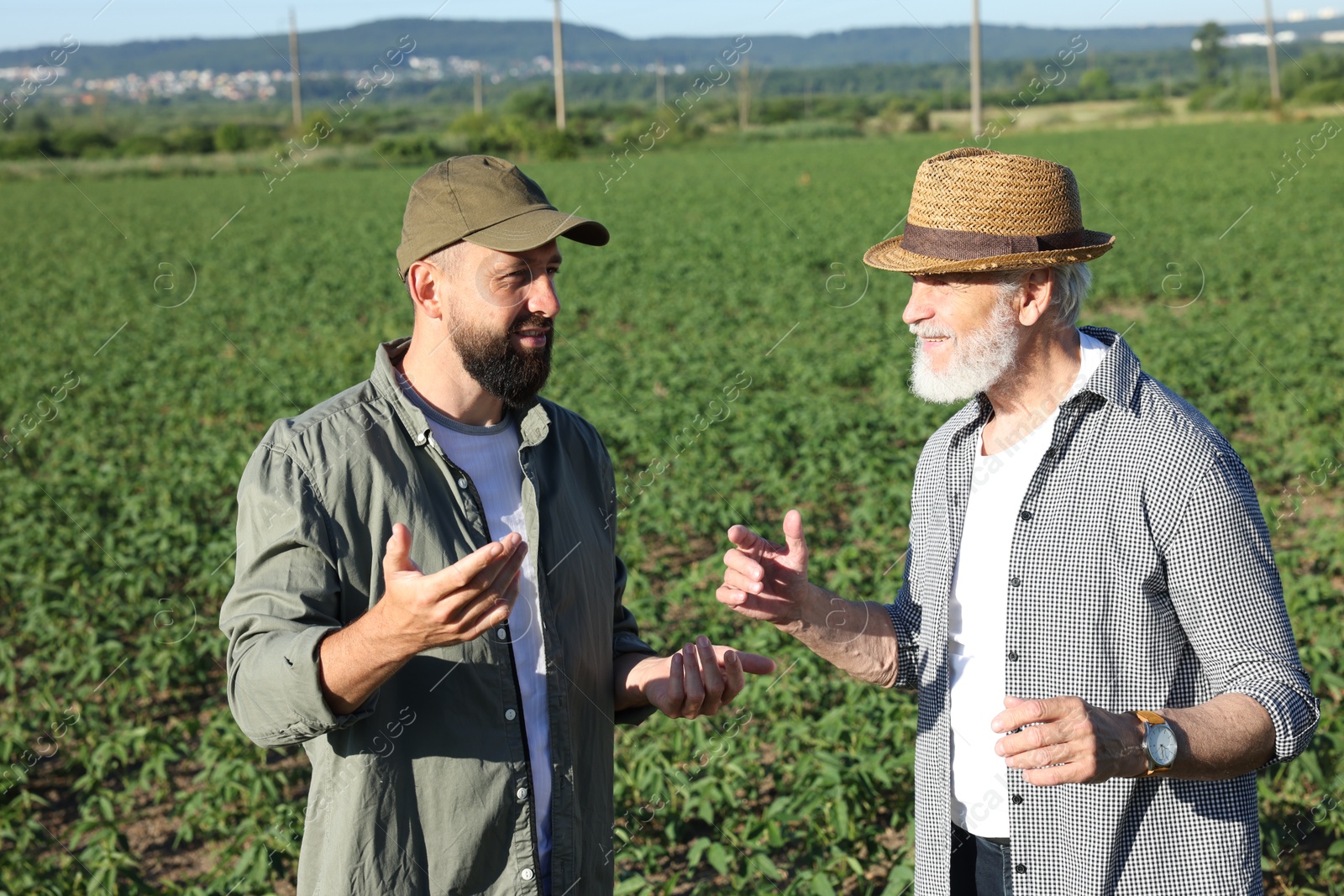 Photo of Farmers in field of unripe soy outdoors