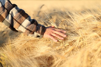 Photo of Senior man touching spikelets of ripe wheat in field outdoors, closeup
