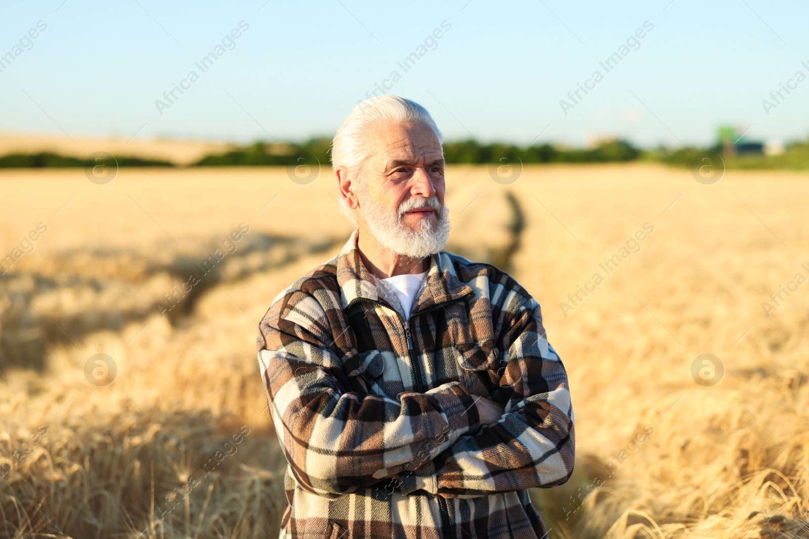 Senior farmer in field with ripe wheat outdoors Photo of Senior farmer in field with ripe wheat outdoors