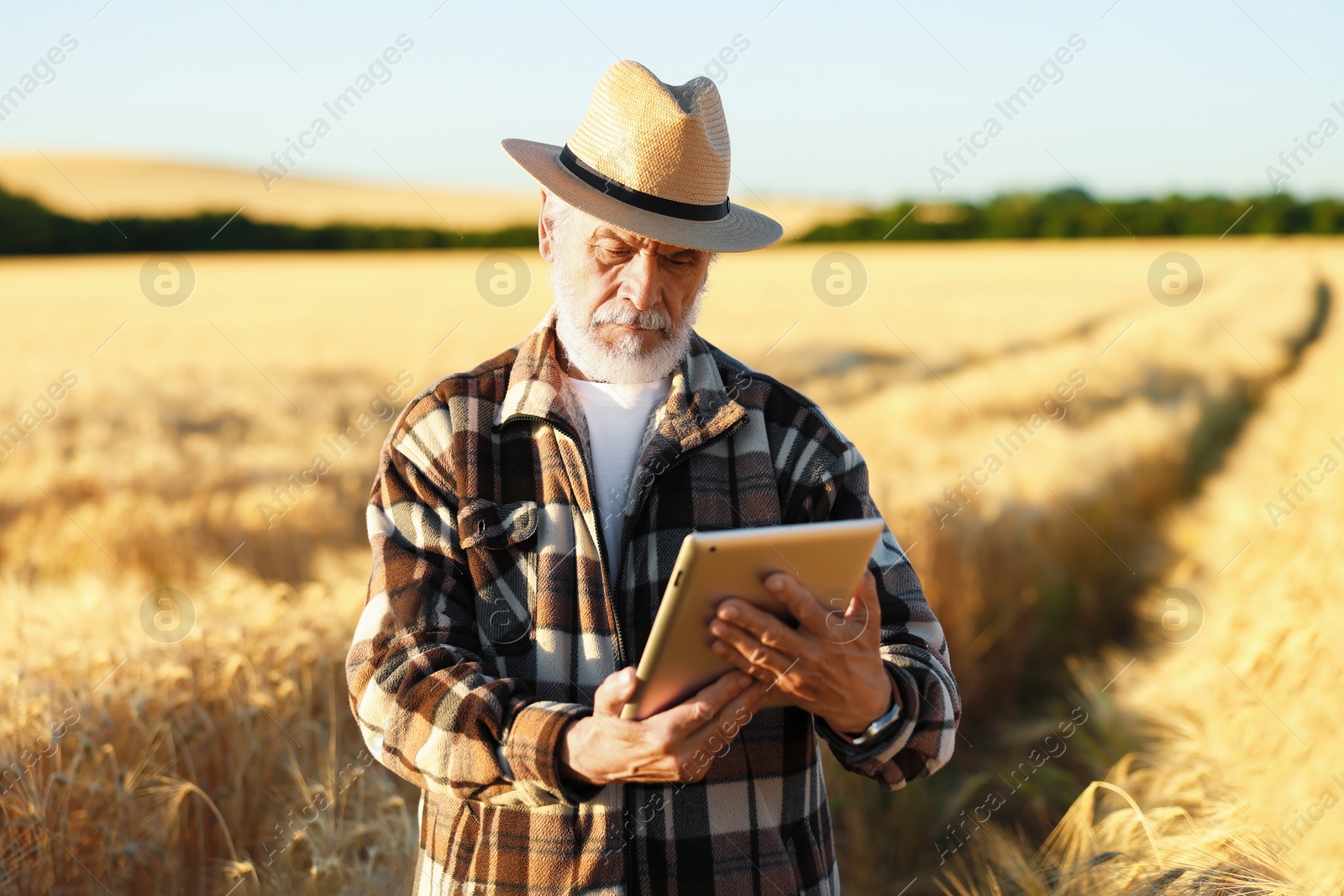 Photo of Senior farmer with tablet in field of ripe wheat outdoors