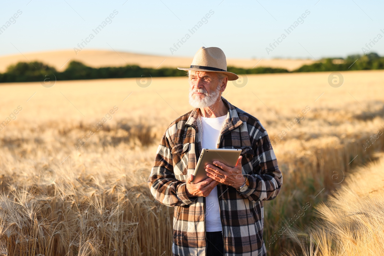 Photo of Senior farmer with tablet in field of ripe wheat outdoors