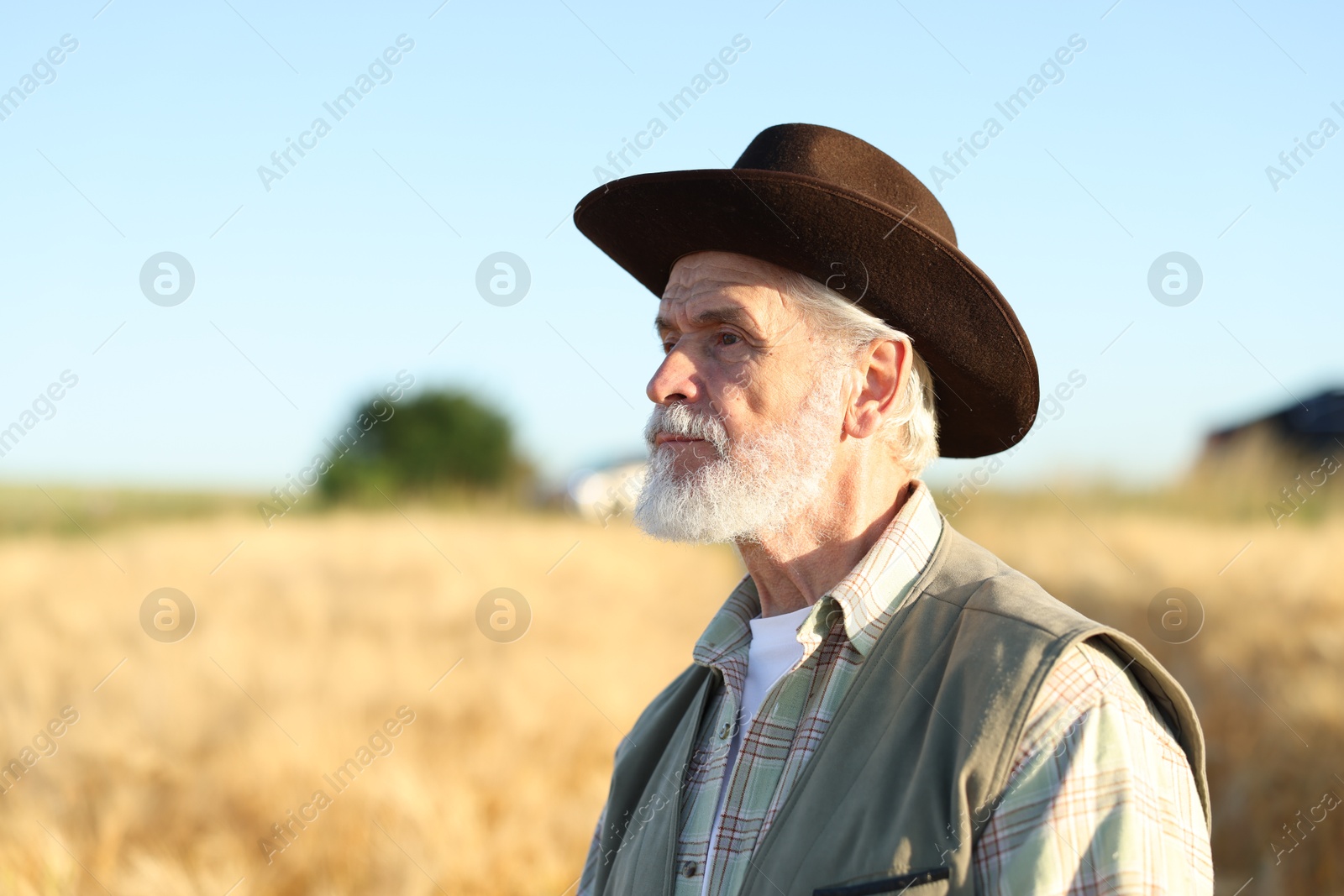 Photo of Senior farmer in field with ripe wheat outdoors, space for text