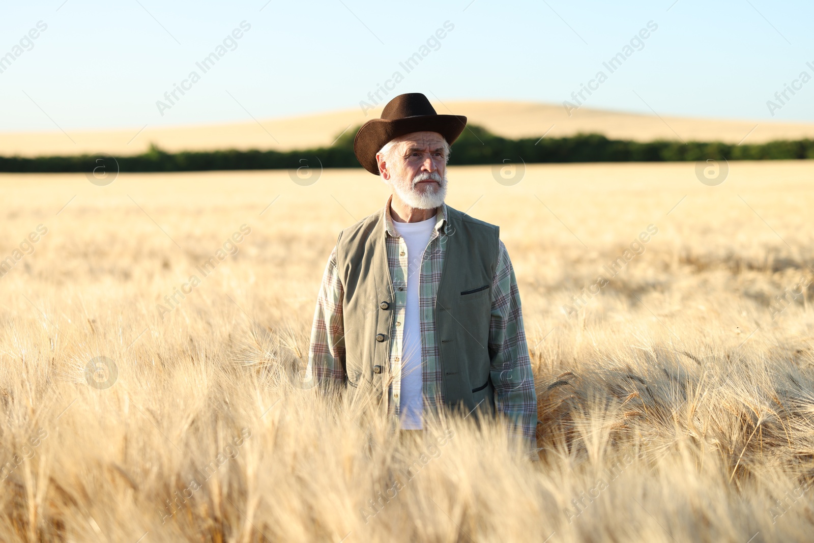 Photo of Senior farmer in field with ripe wheat outdoors