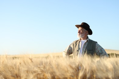 Photo of Senior farmer in field with ripe wheat outdoors, space for text