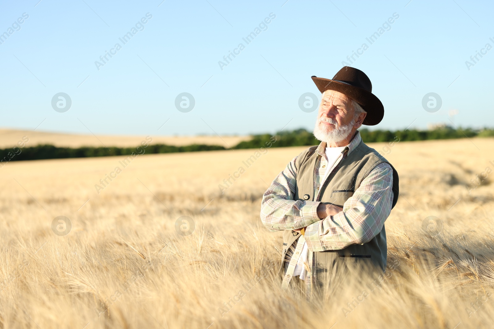 Photo of Senior farmer in field with ripe wheat outdoors, space for text