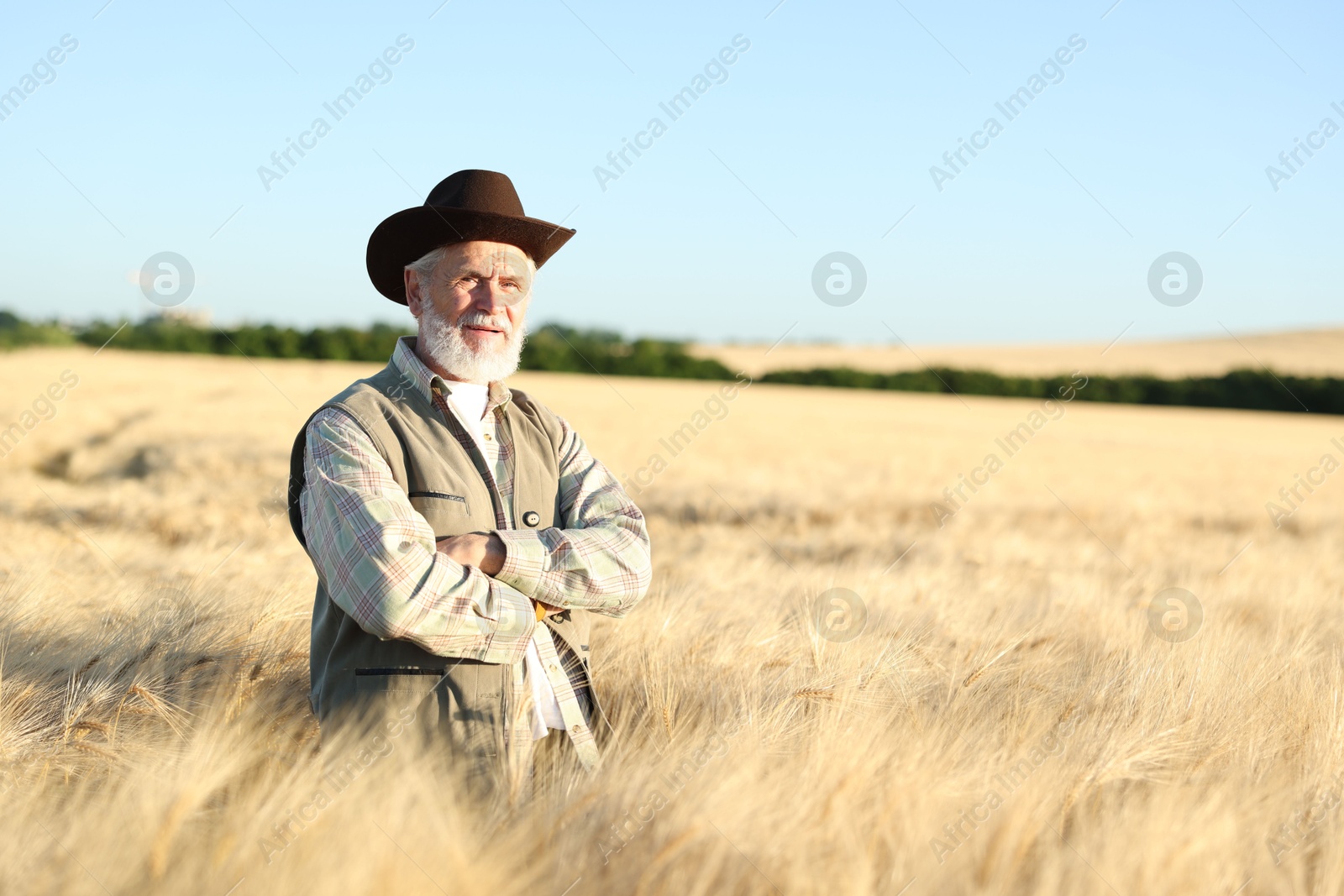 Photo of Senior farmer in field with ripe wheat outdoors, space for text