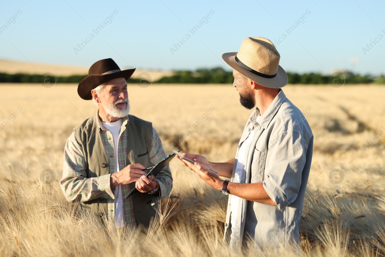 Farmers in field with ripe wheat outdoors Photo of Farmers in field with ripe wheat outdoors