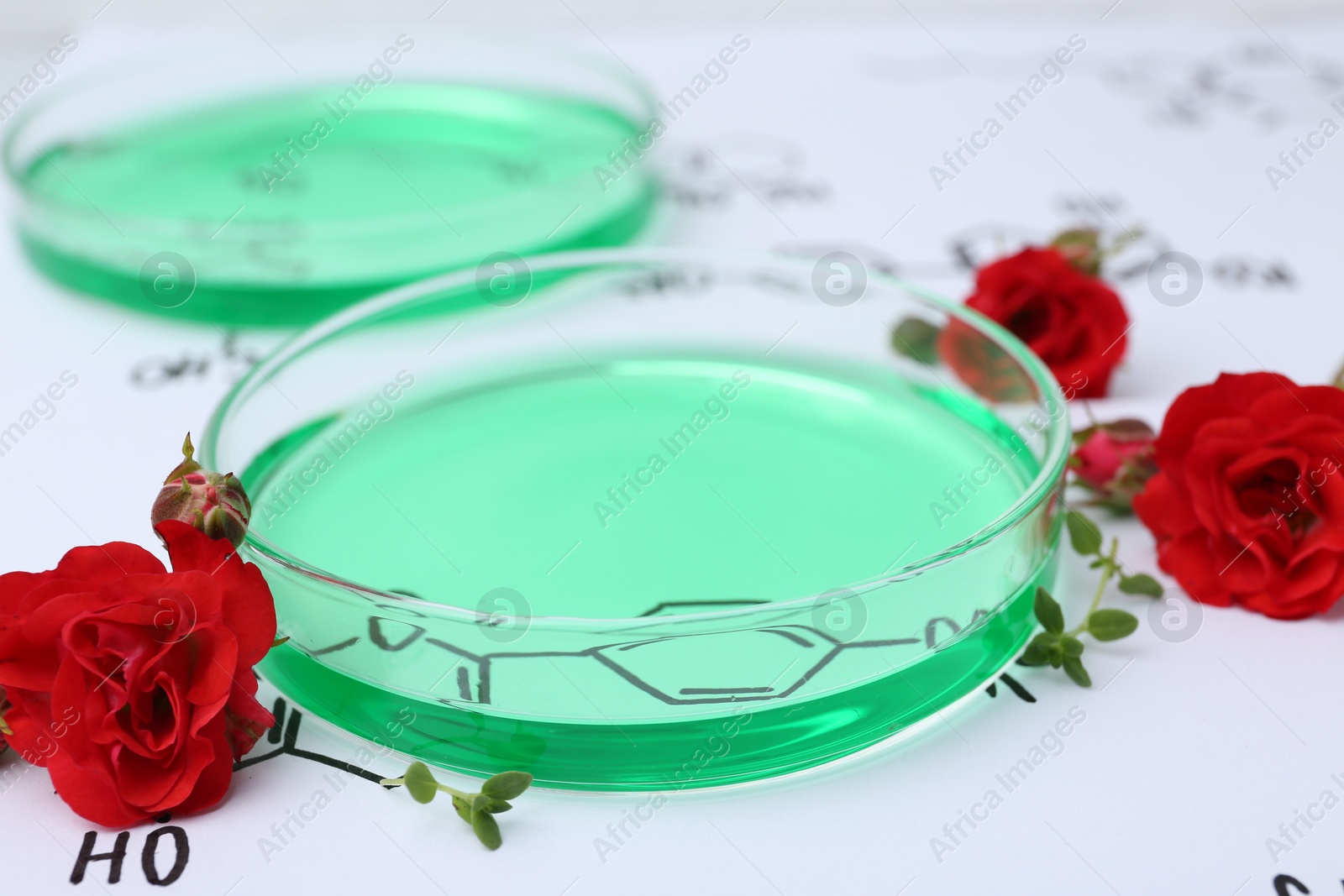 Petri dishes of samples, herbs and red roses on paper with chemical formulas, closeup Photo of Petri dishes of samples, herbs and red roses on paper with chemical formulas, closeup