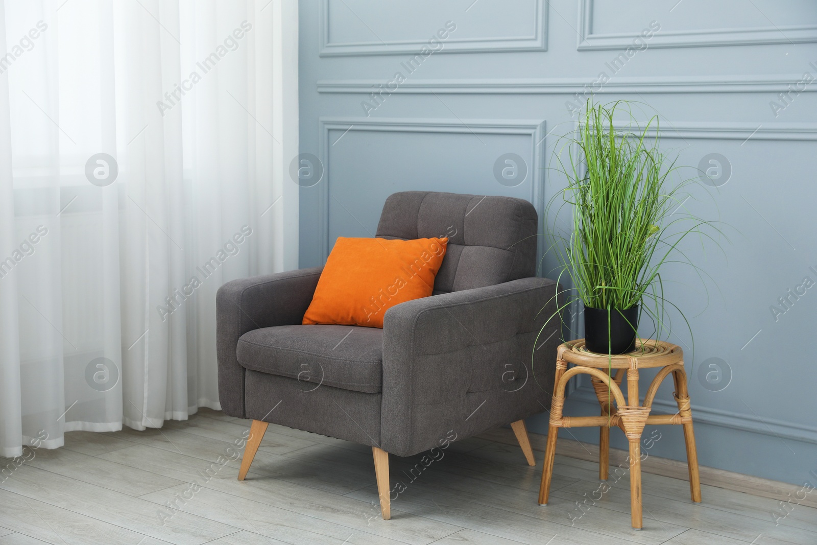 Comfortable armchair and houseplant near light blue wall indoors Photo of Comfortable armchair and houseplant near light blue wall indoors