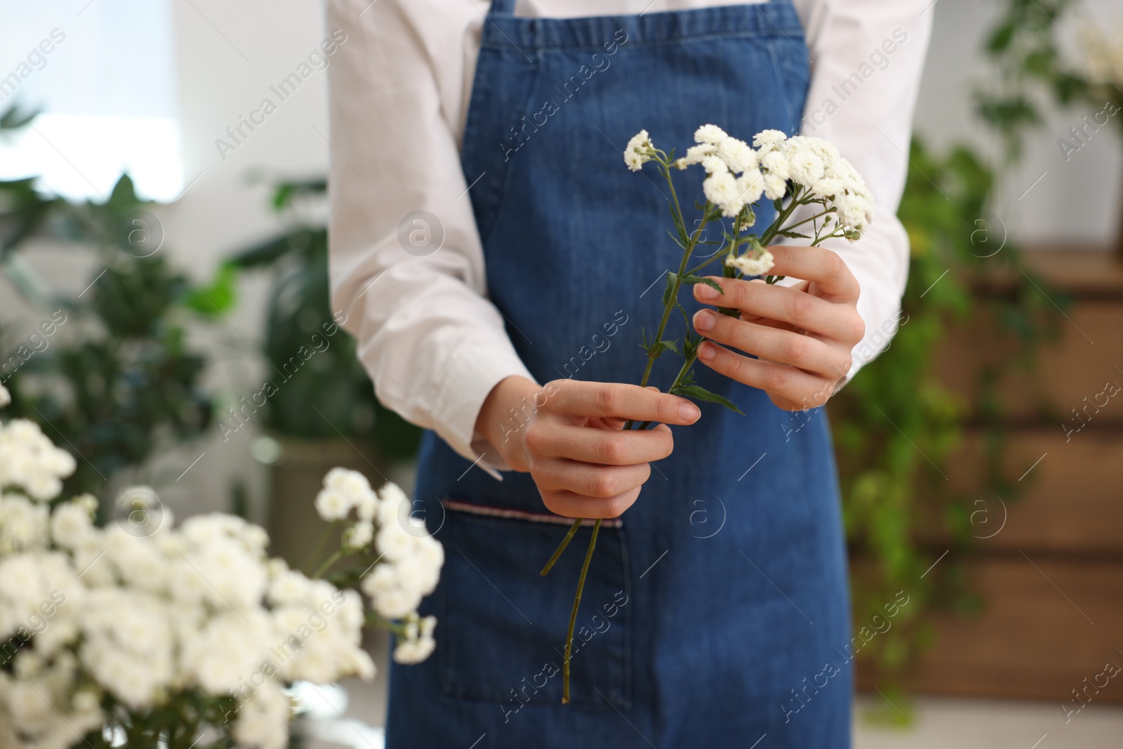 Florist with beautiful gypsophila flowers indoors, closeup Photo of Florist with beautiful gypsophila flowers indoors, closeup