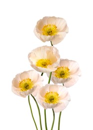 Image of Beautiful poppies isolated on white. Delicate flowers