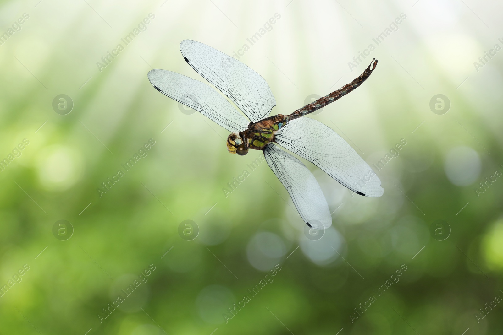 Dragonfly in air against blurred green background Image of Dragonfly in air against blurred green background