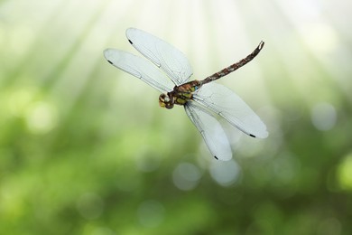 Image of Dragonfly in air against blurred green background
