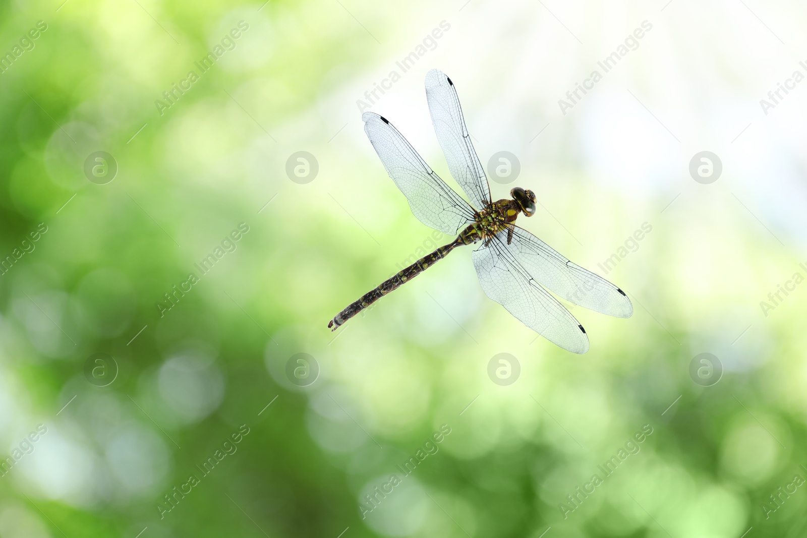 Dragonfly in air against blurred green background Image of Dragonfly in air against blurred green background