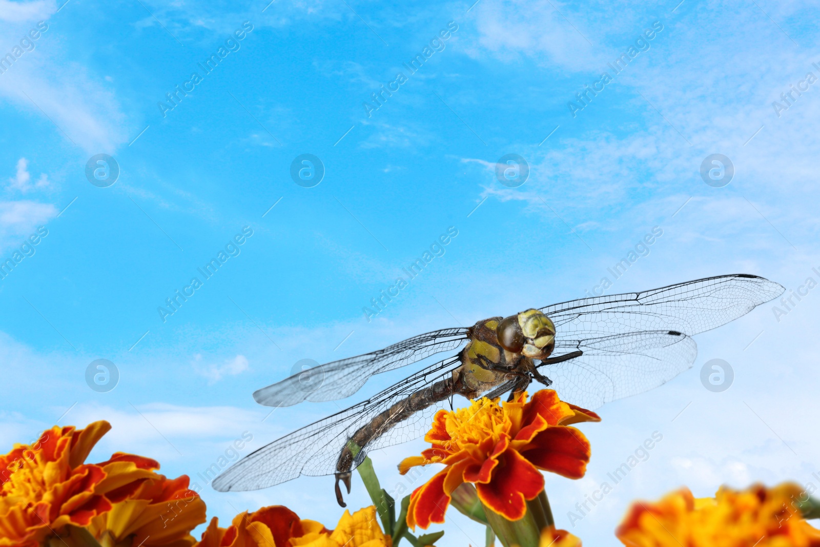 Dragonfly sitting on flower against blue sky Image of Dragonfly sitting on flower against blue sky