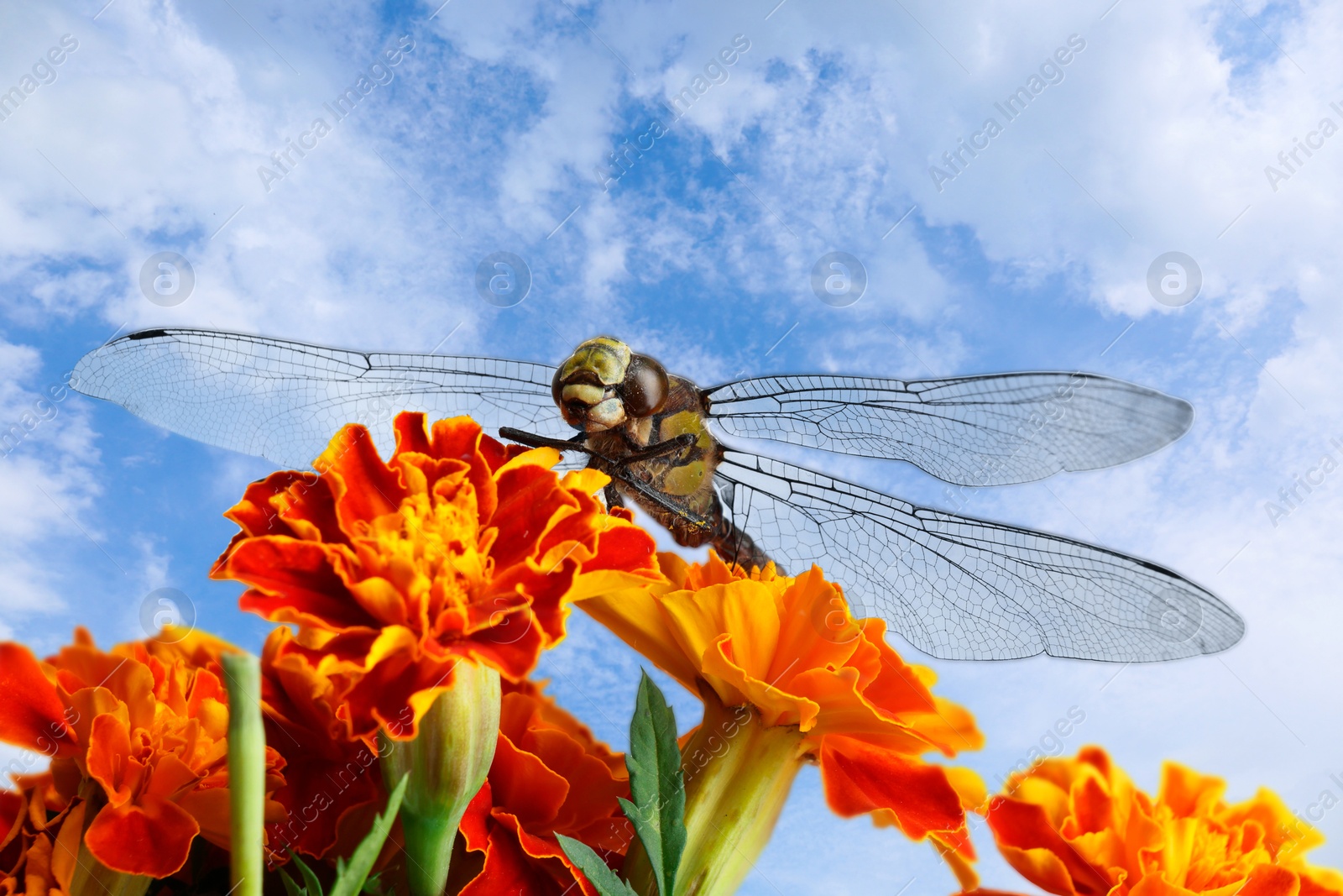 Image of Dragonfly sitting on flower against blue sky