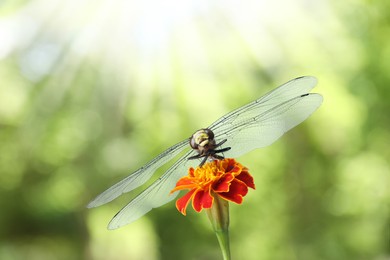 Image of Dragonfly sitting on flower against blurred green background