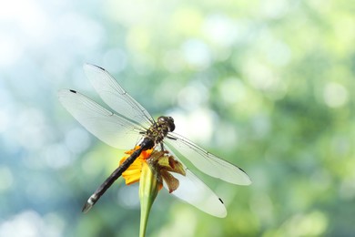 Image of Dragonfly sitting on flower against blurred green background