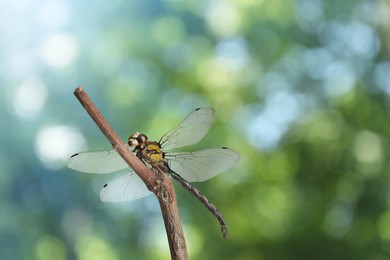 Image of Dragonfly sitting on branch against blurred green background