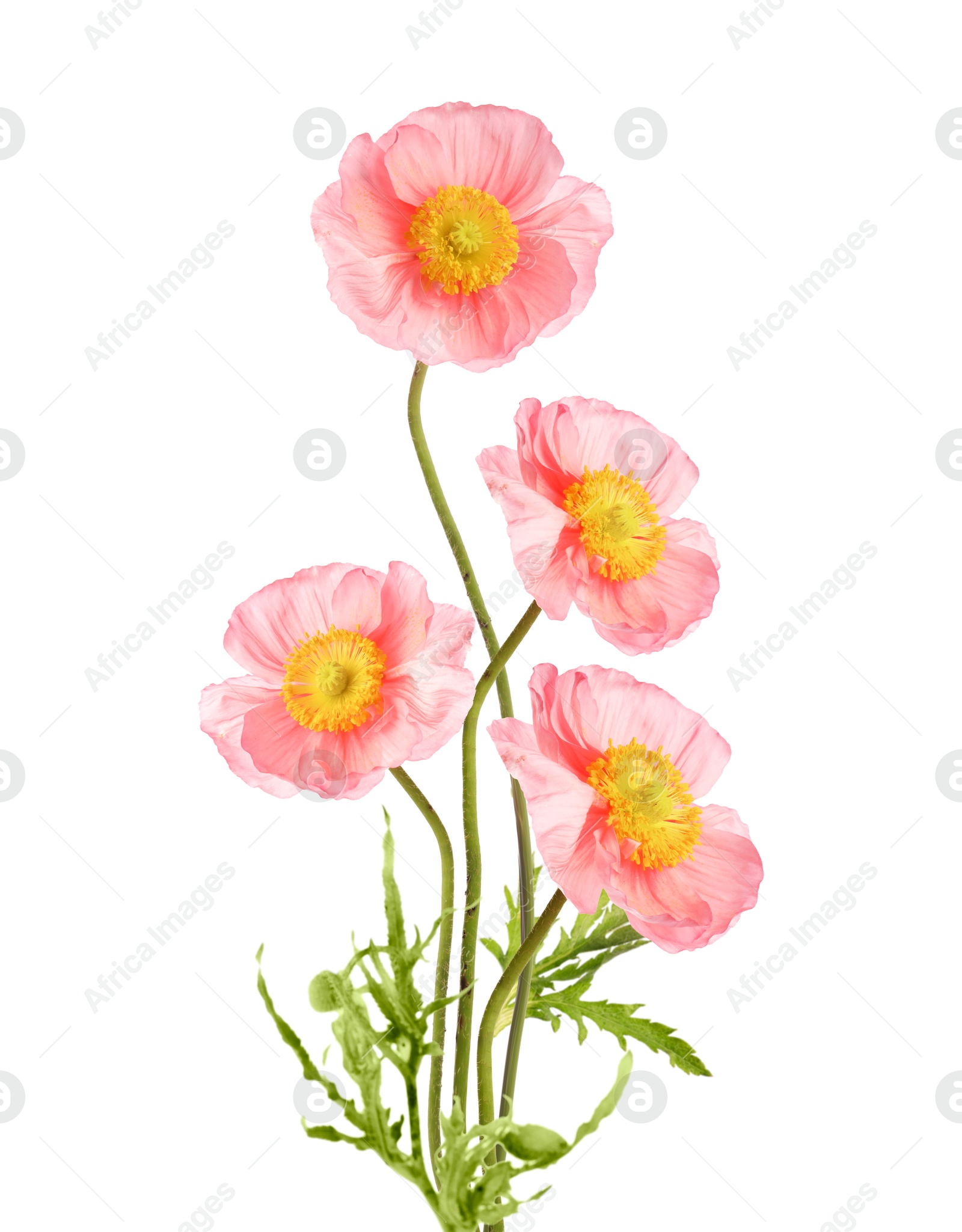 Image of Beautiful poppies isolated on white. Delicate flowers