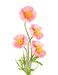 Image of Beautiful poppies isolated on white. Delicate flowers
