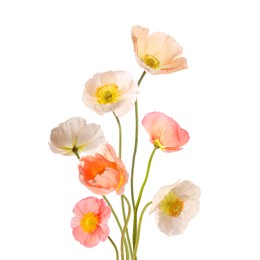 Image of Beautiful poppies isolated on white. Delicate flowers