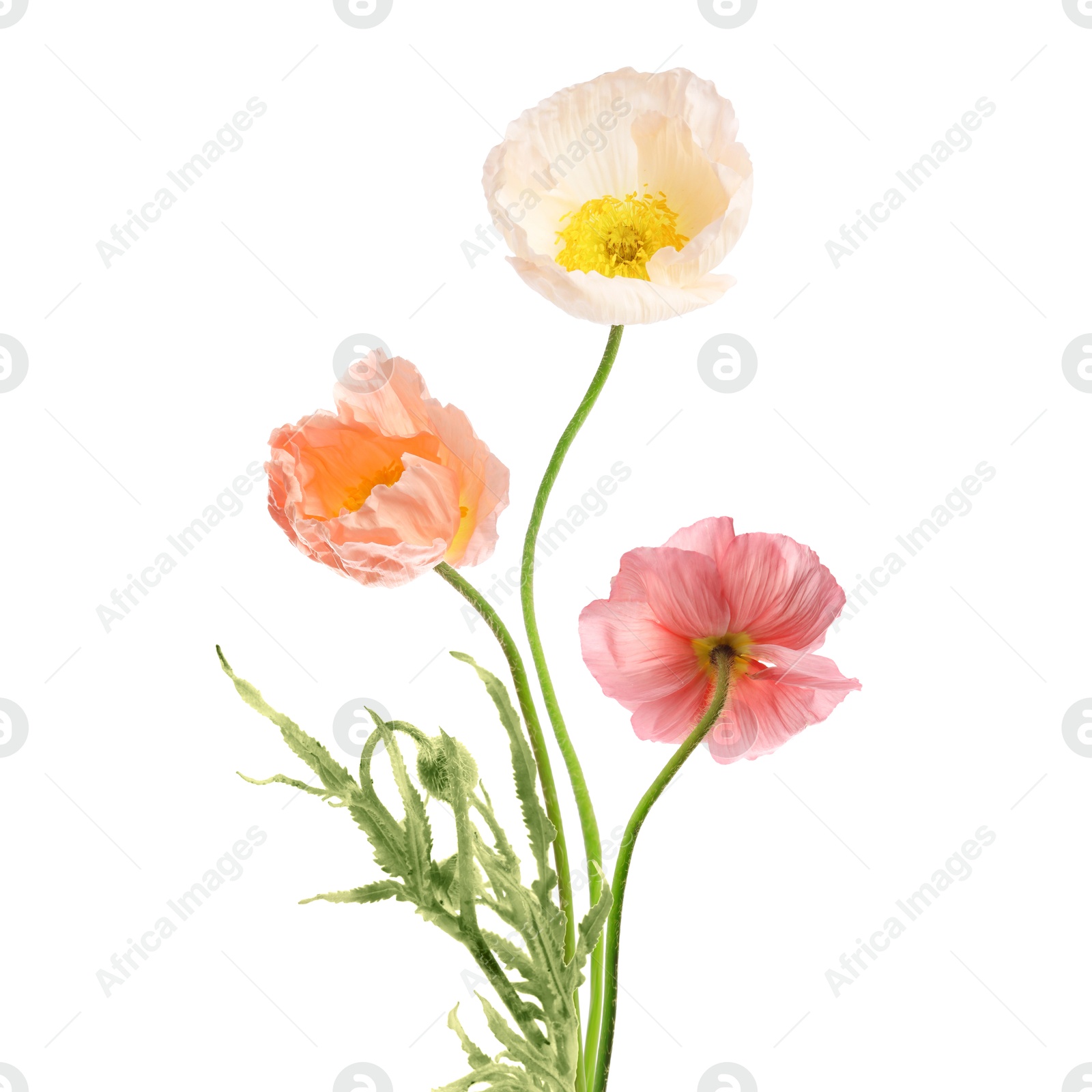 Image of Beautiful poppies isolated on white. Delicate flowers