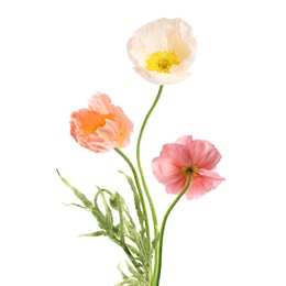 Image of Beautiful poppies isolated on white. Delicate flowers