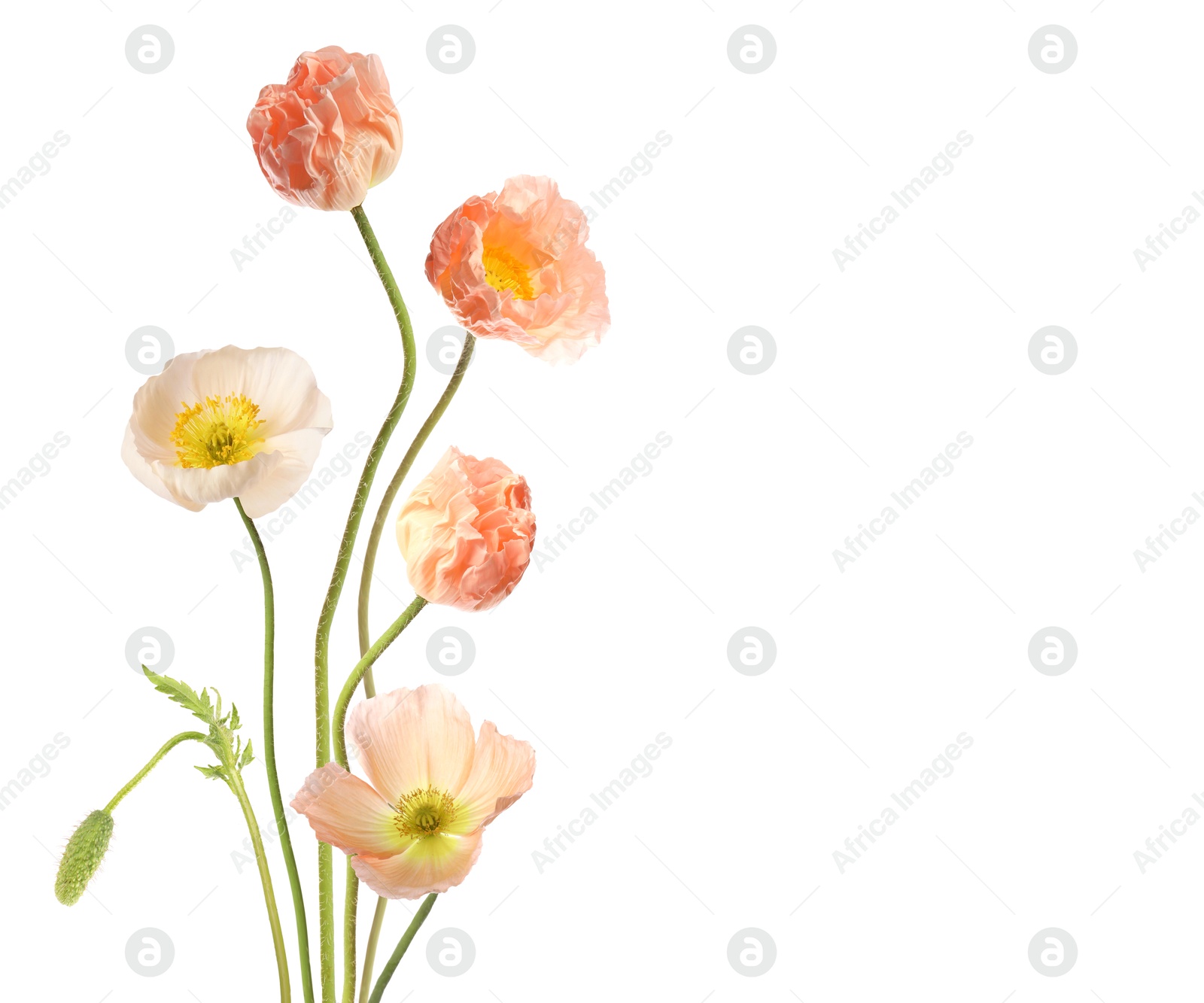 Image of Beautiful poppies isolated on white. Delicate flowers
