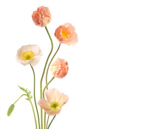 Image of Beautiful poppies isolated on white. Delicate flowers