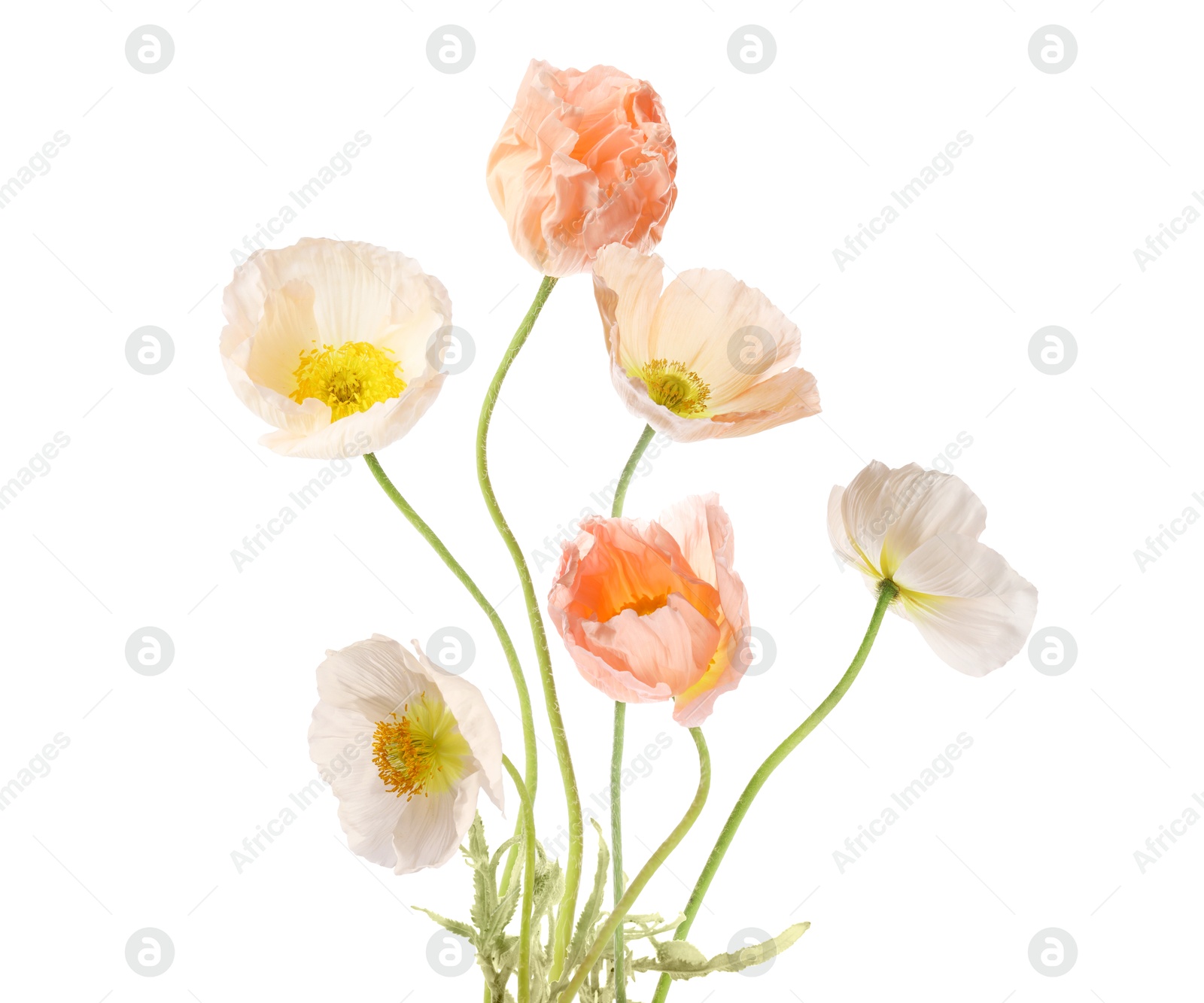 Beautiful poppies isolated on white. Delicate flowers Image of Beautiful poppies isolated on white. Delicate flowers