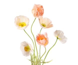 Image of Beautiful poppies isolated on white. Delicate flowers