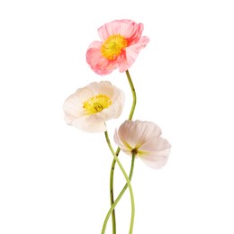 Image of Beautiful poppies isolated on white. Delicate flowers
