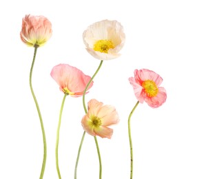 Image of Beautiful poppies isolated on white. Delicate flowers