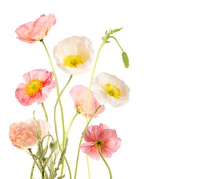 Image of Beautiful poppies isolated on white. Delicate flowers