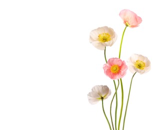 Image of Beautiful poppies isolated on white. Delicate flowers