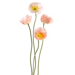 Image of Beautiful poppies isolated on white. Delicate flowers