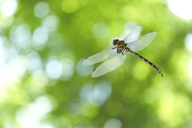 Image of Dragonfly in air against blurred green background