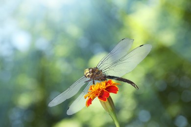Image of Dragonfly sitting on flower against blurred green background