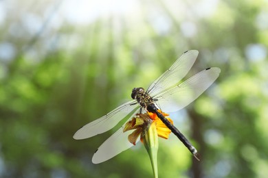 Image of Dragonfly sitting on flower against blurred green background