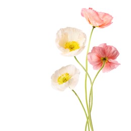 Image of Beautiful poppies isolated on white. Delicate flowers