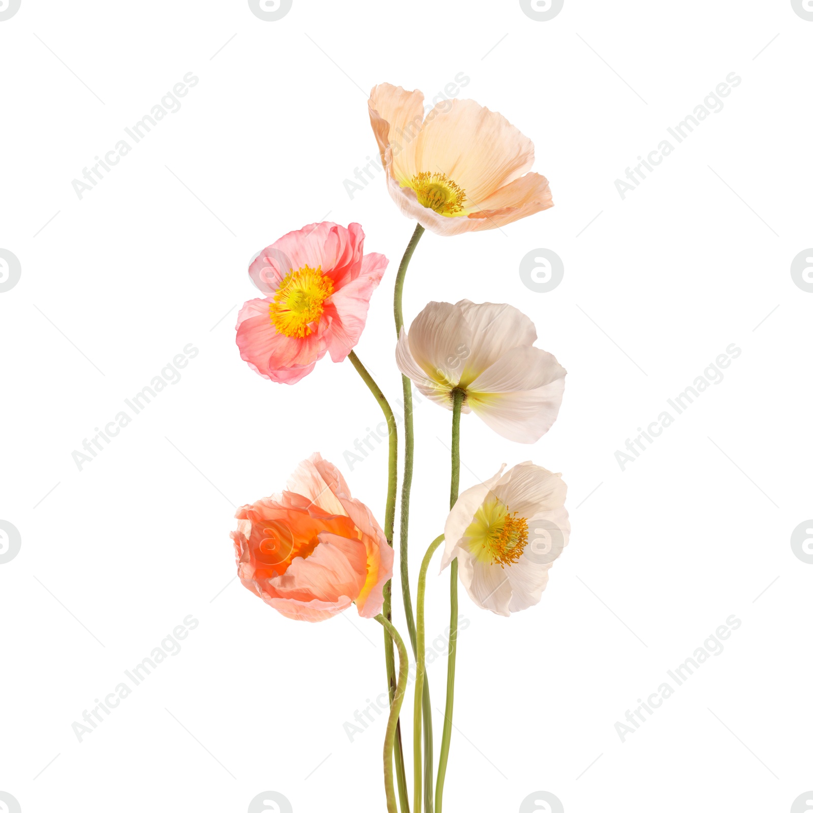 Beautiful poppies isolated on white. Delicate flowers Image of Beautiful poppies isolated on white. Delicate flowers