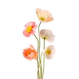 Image of Beautiful poppies isolated on white. Delicate flowers