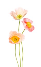 Image of Beautiful poppies isolated on white. Delicate flowers