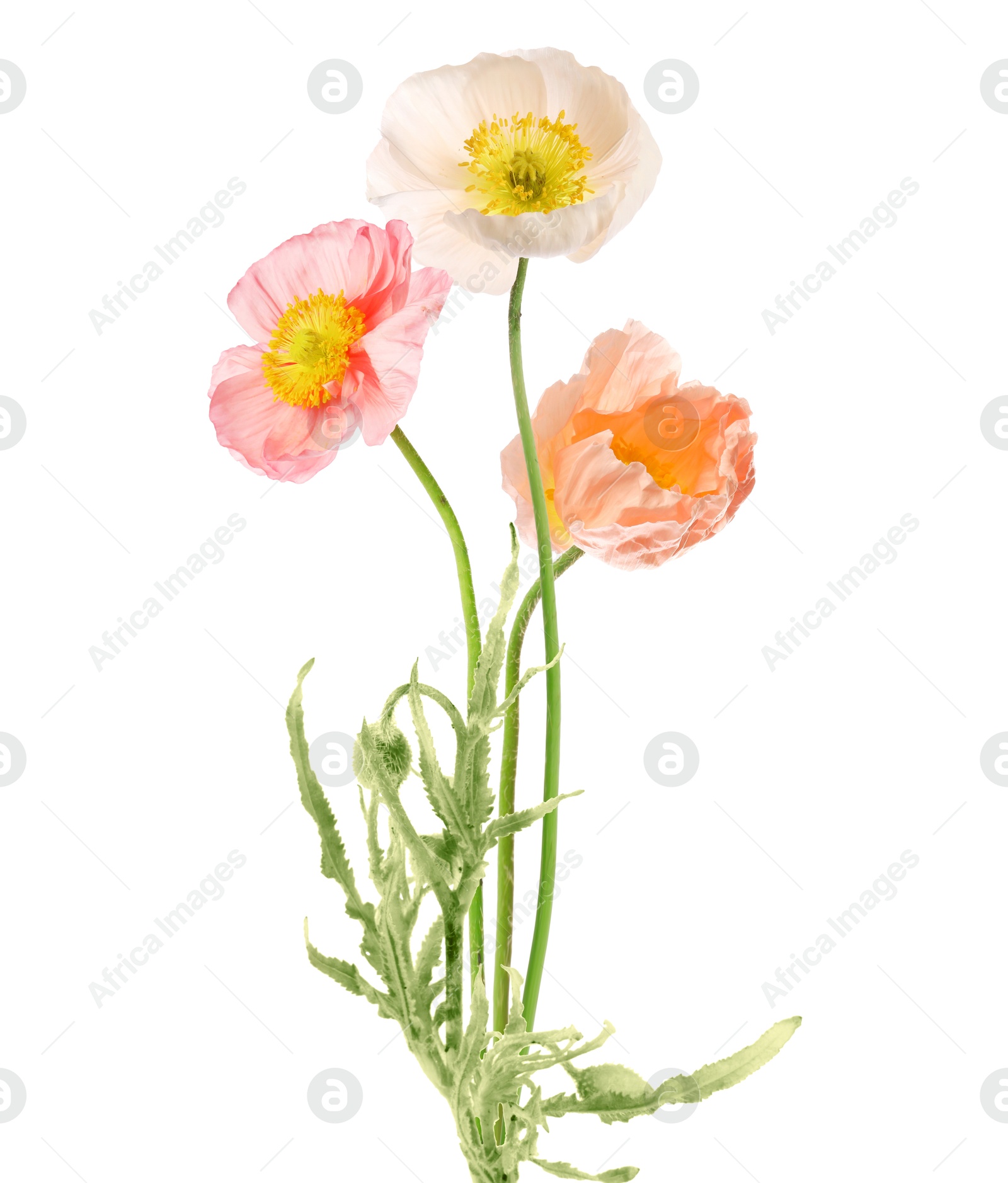 Image of Beautiful poppies isolated on white. Delicate flowers
